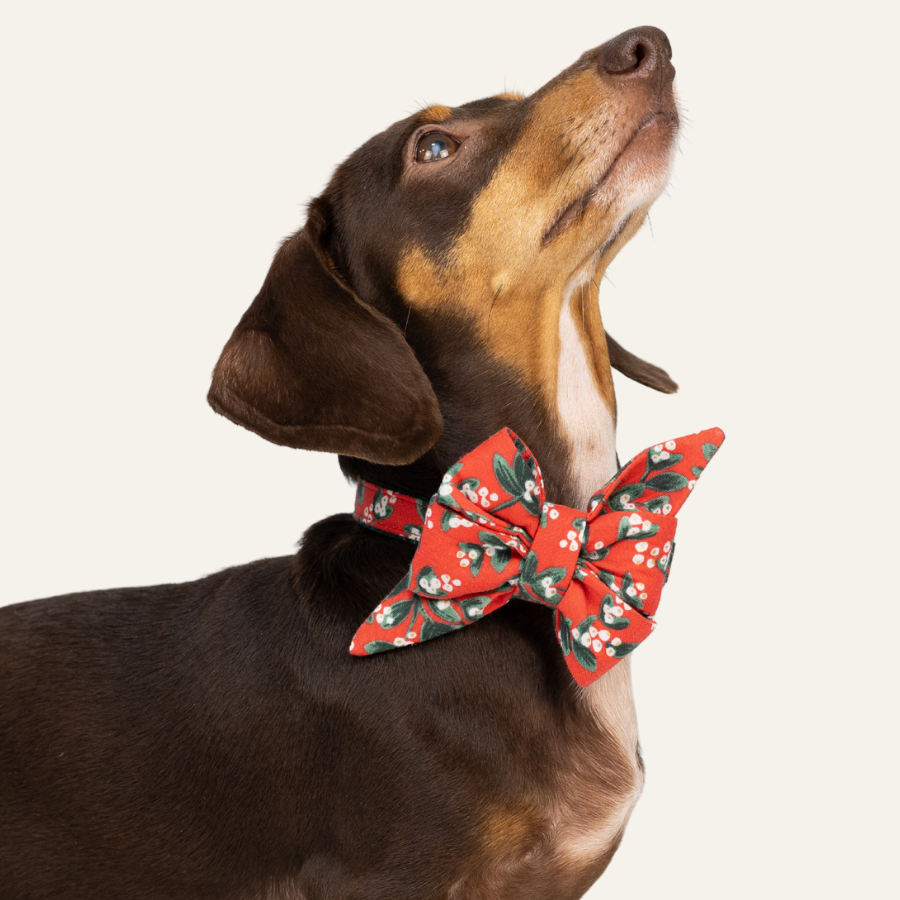 Short-haired dog with a sleek brown and tan coat poses in a festive red belle bow and matching collar featuring a mistletoe pattern with white berries.