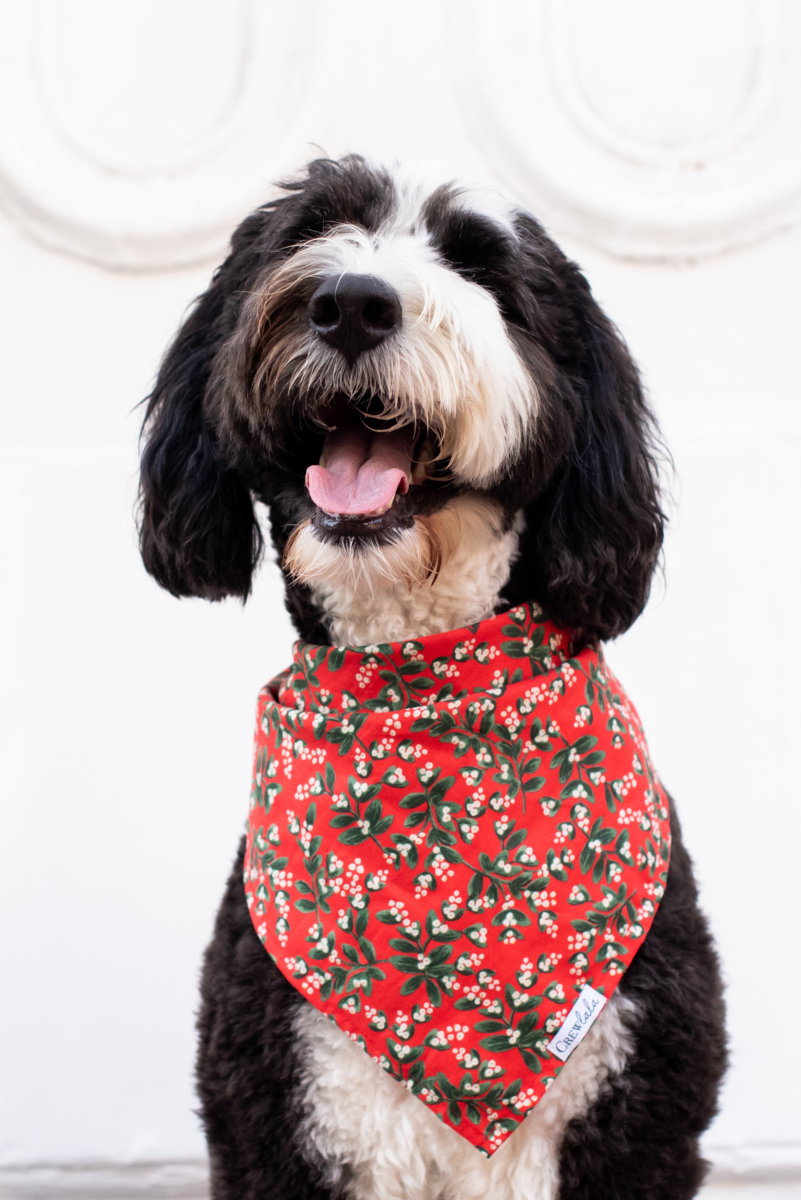 A joyful Bernedoodle dog with thick, curly fur. The dog wears a bright red bandana adorned with mistletoe foliage and berries, perfect for your holiday photos!