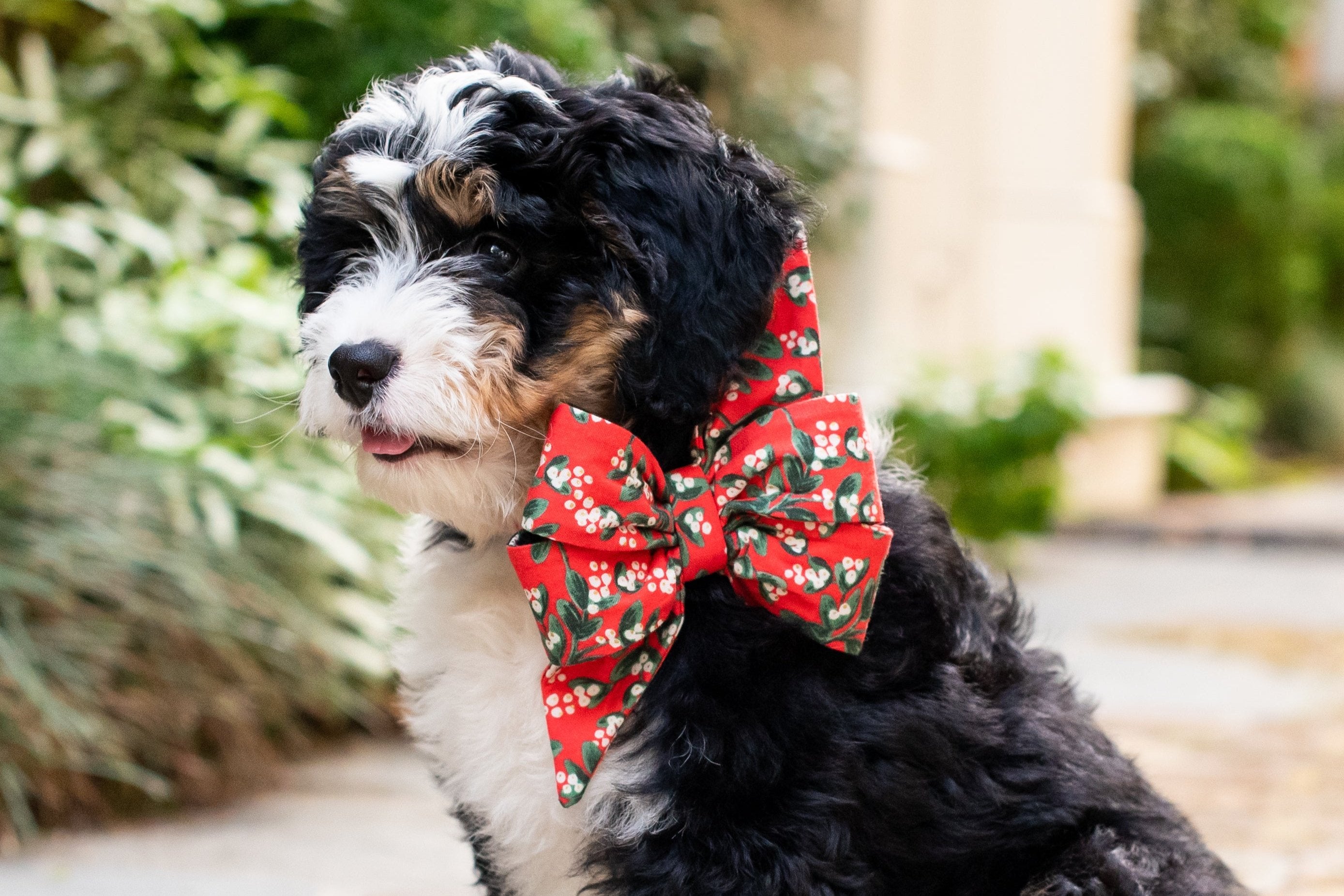 Adorable curly-haired pup dressed in a bright red dog collar with a bold mistletoe belle bow, posing outside—perfectly styled for a merry holiday moment.
