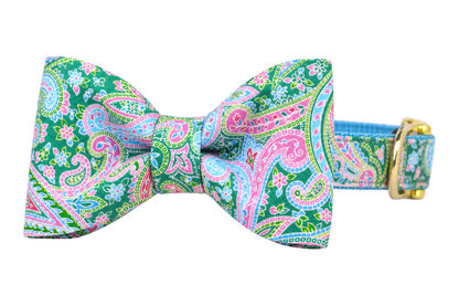 Classic dog collar featuring a Vera Paisley fabric bow tie, a green, sky blue, pink and lavender paisley print, attached to a matching Vera Paisley collar with a nylon inner lining and gleaming gold hardware, including a D-ring and buckle.