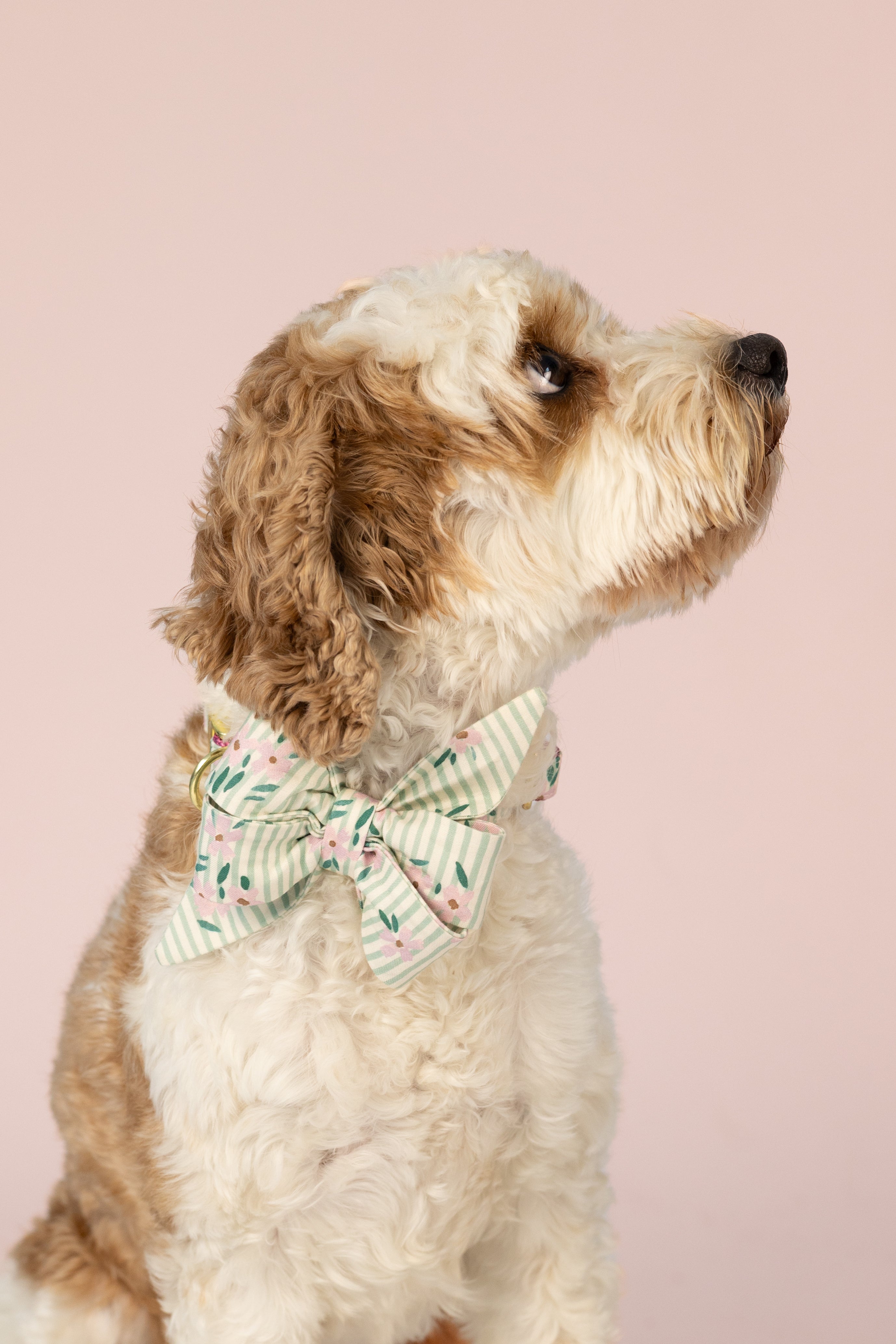Pastel dog belle bow collar set with vertical green stripes and dainty flowers, styled on a sweet pup against a pale background—ideal for soft seasonal style or special occasions.