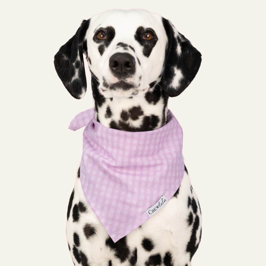 Pastel lavender plaid dog bandana accessory on a spotted Dalmatian dog.