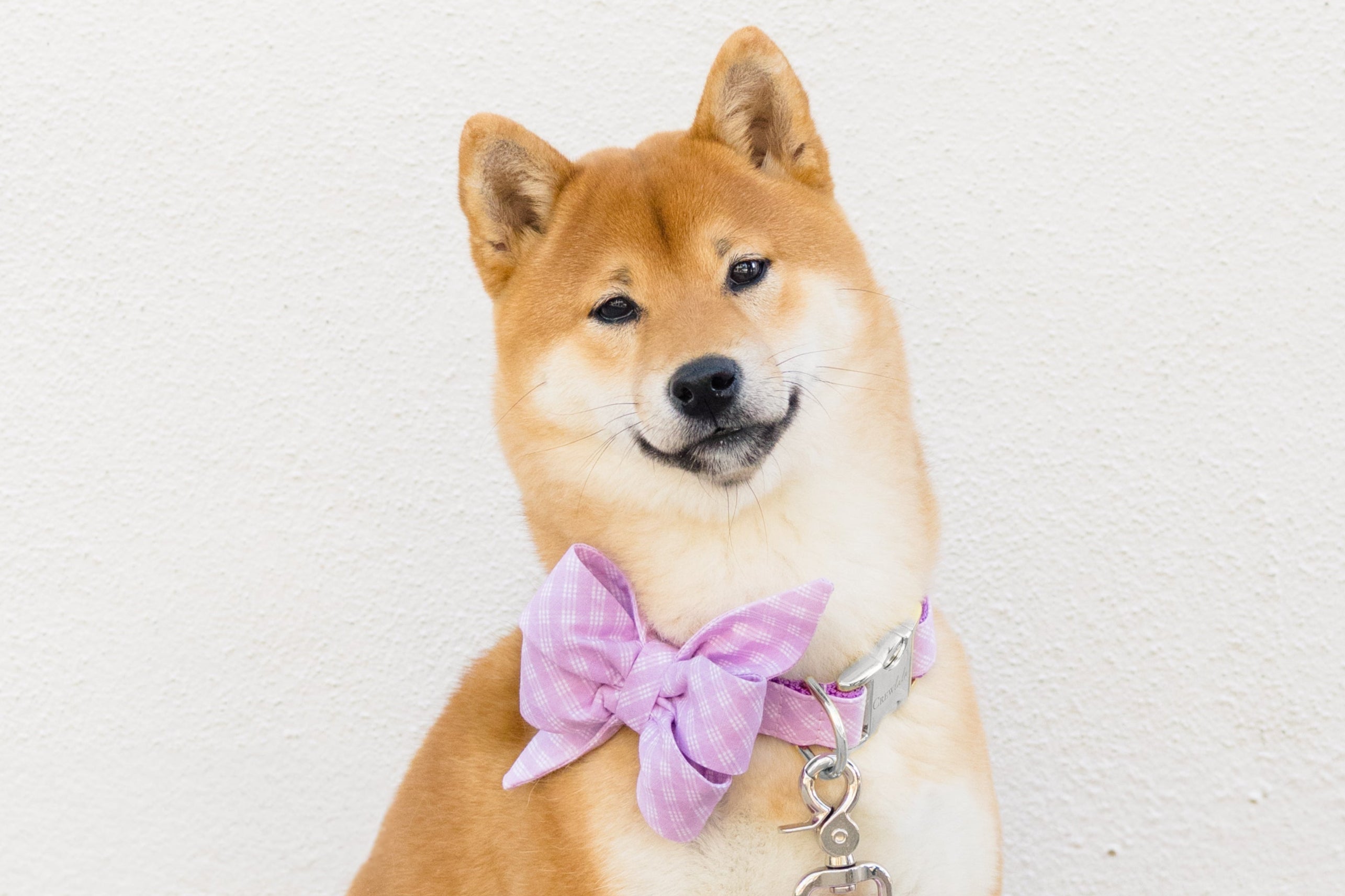 Fluffy Shiba Inu with a lavender plaid belle bow collar set with matching leash, posing with head slightly tilted in front of a pale textured wall.