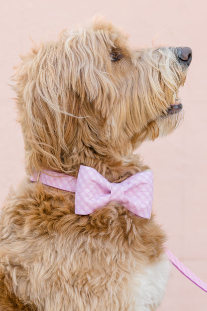 A curly-coated dog in profile wears a violet plaid bow tie collar and matching leash, looking upward with a calm expression.