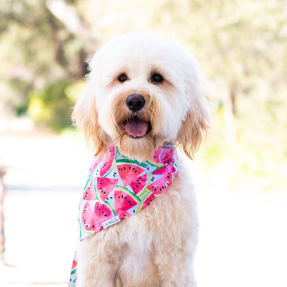 Close-up of a doodle dog with soft, curly fur, wearing a vibrant watermelon-print bandana. The accessory features vivid red and green watermelon slices against a light blue background, with a branded “Crewlala” fabric tag on one corner.