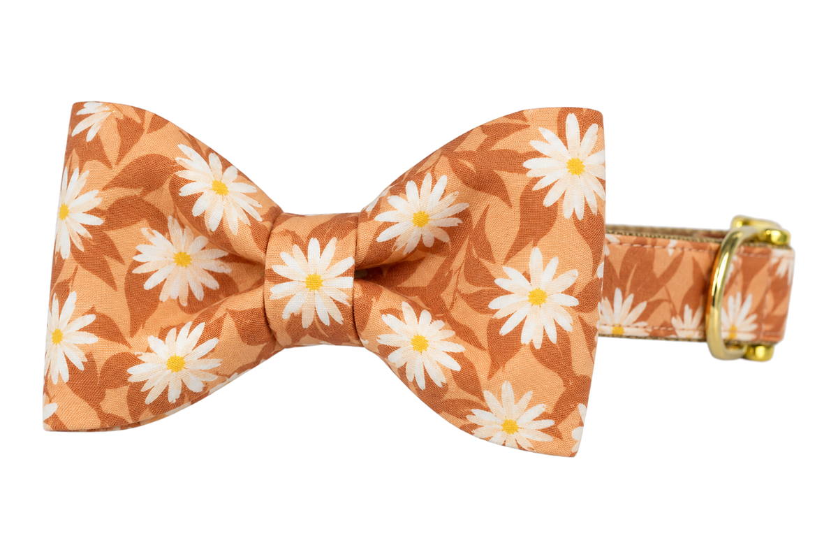 Classic dog collar featuring a Wild Aster fabric bow tie, a rust orange print with cream daisies and soft leaves, attached to a matching Wild Aster collar with a nylon inner lining and gleaming gold hardware, including a D-ring and buckle.