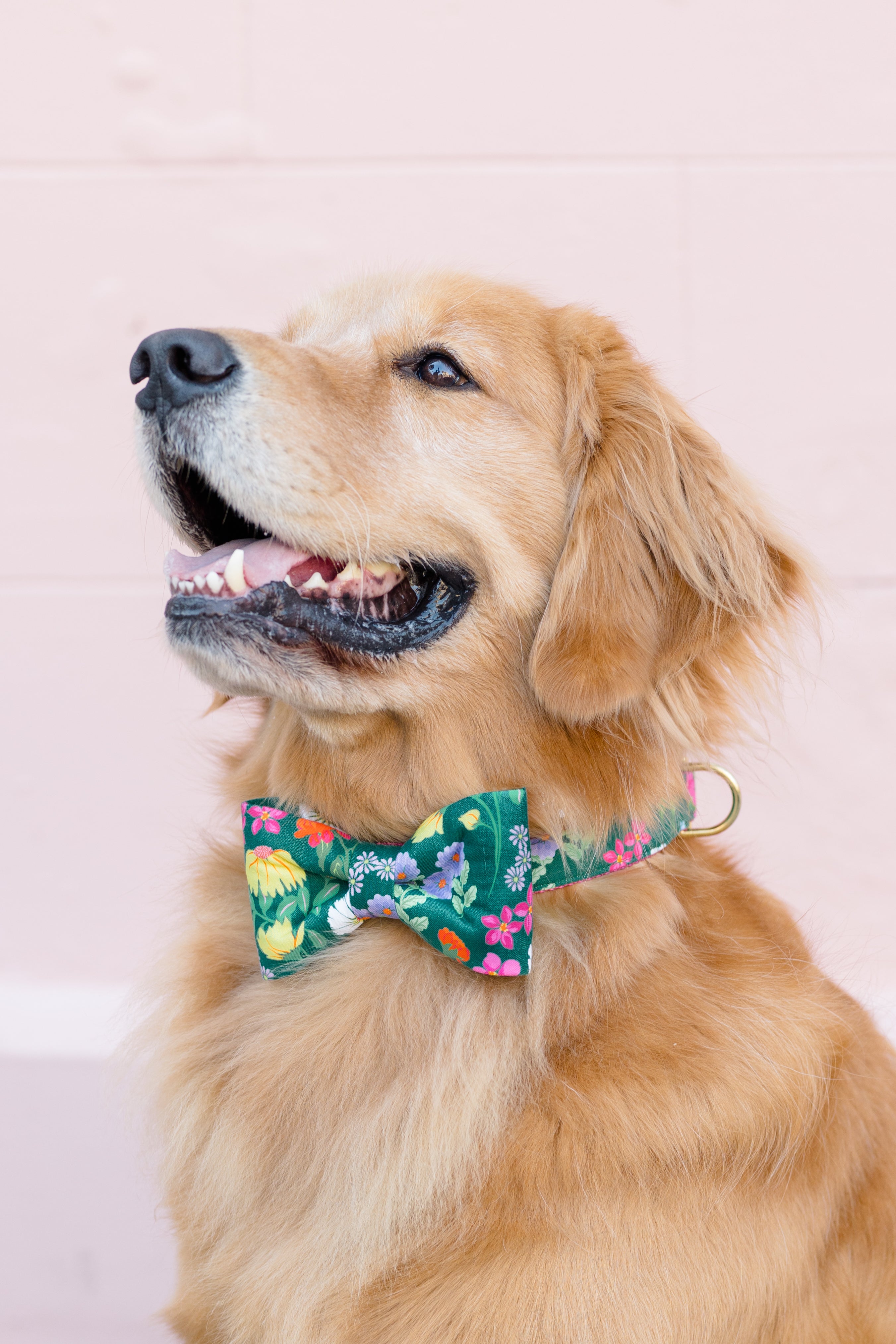 Retriever smiling against a pale wall, wearing a vibrant green bow tie and collar set covered in colorful floral prints. A cheerful, garden-inspired accessory perfect for spring strolls, Easter photos, or bright seasonal flair.