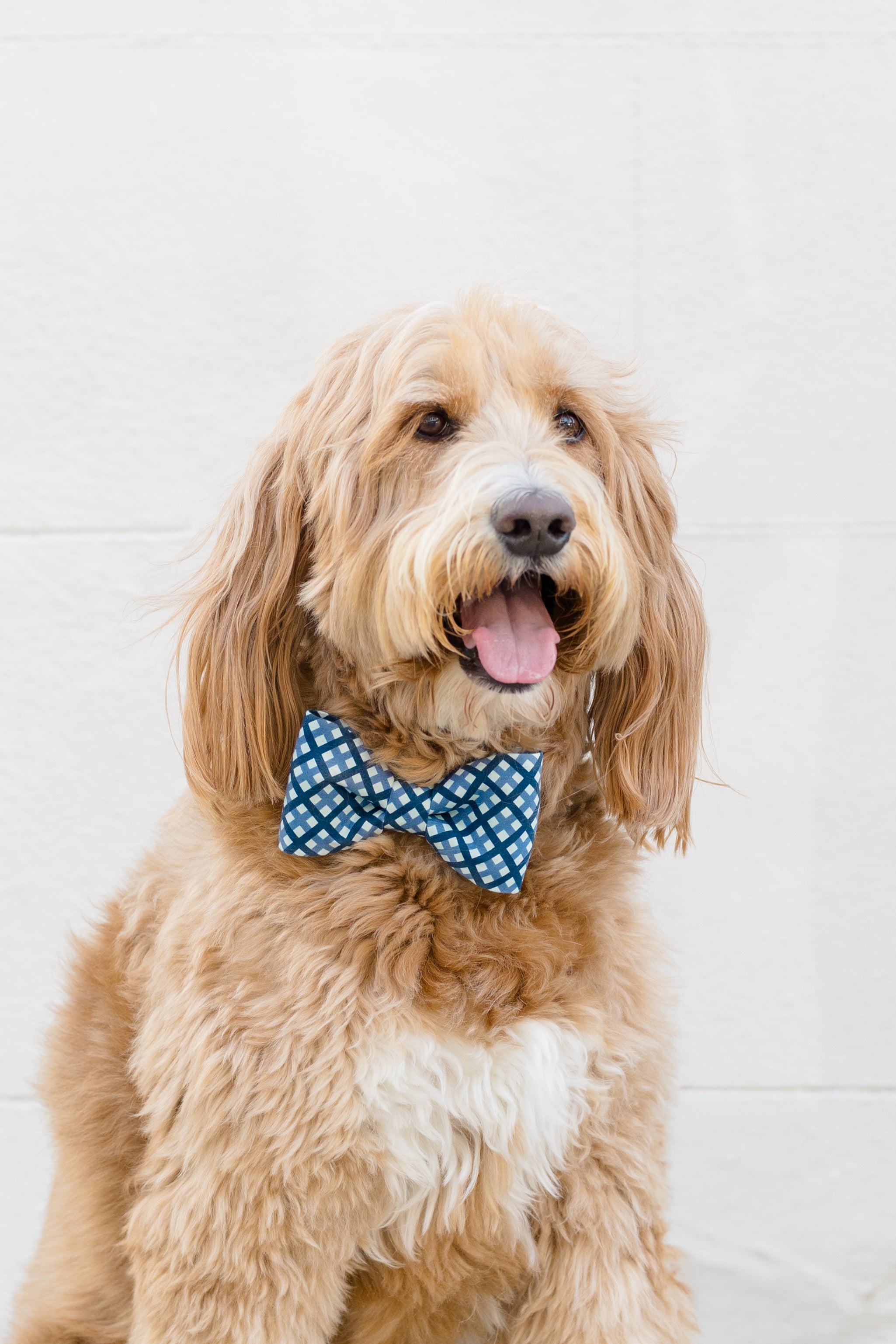  A shaggy, light brown dog, wearing a neatly tied bow tie in a shades-of-blue plaid pattern.