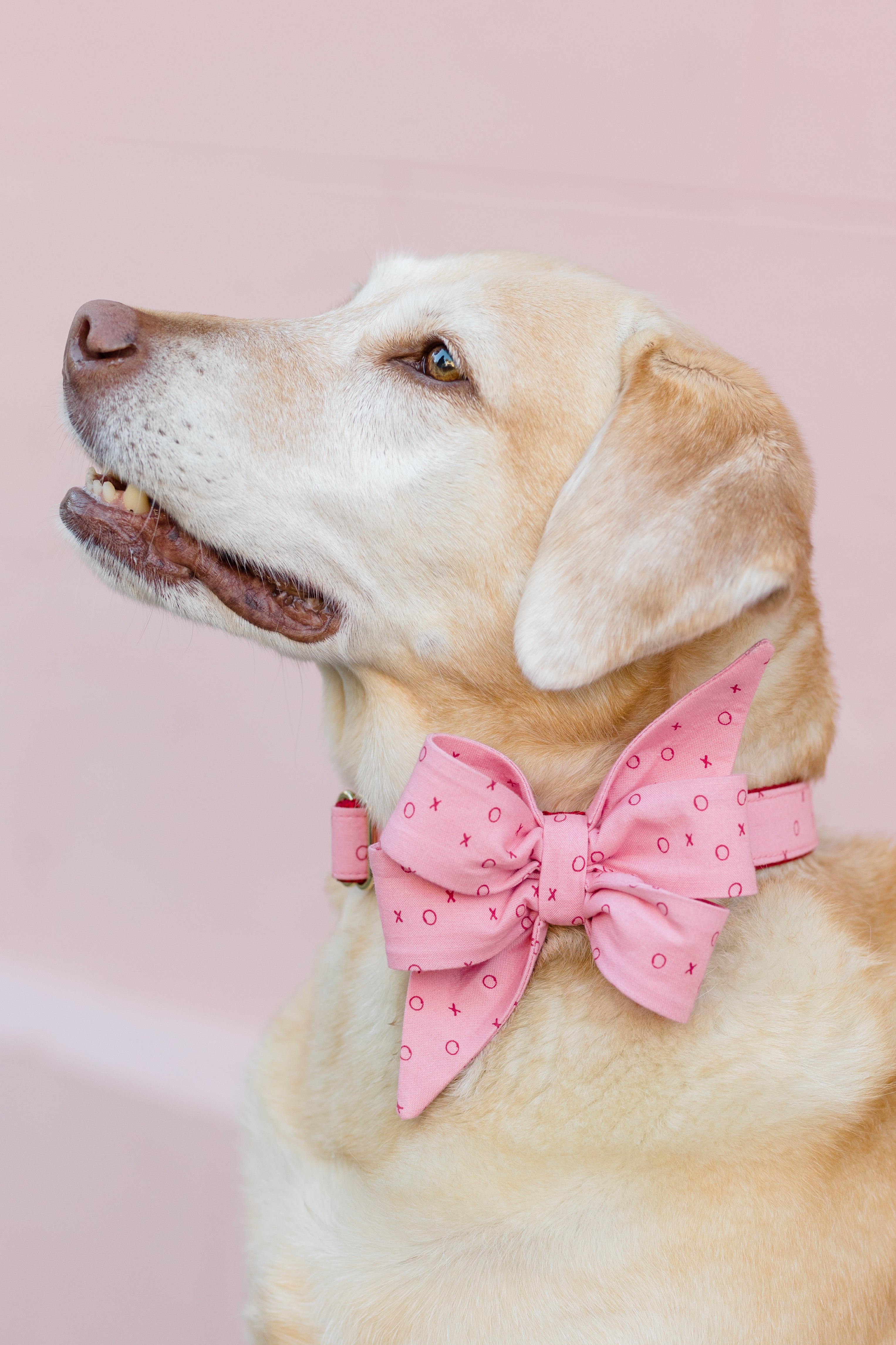 Side profile of a dog wearing a collar with a large, double-layered belle bow made from matching pink fabric. The bow and collar are patterned with Xs and Os, and metal hardware. Perfect for valentines day celebration!