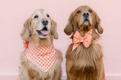 Two retrievers sitting in front of a pastel wall, one wearing an orange plaid bandana and the other wearing an orange belle bow collar set with tiny white flowers. Each have a matching leash to complete the perfect Spring set!