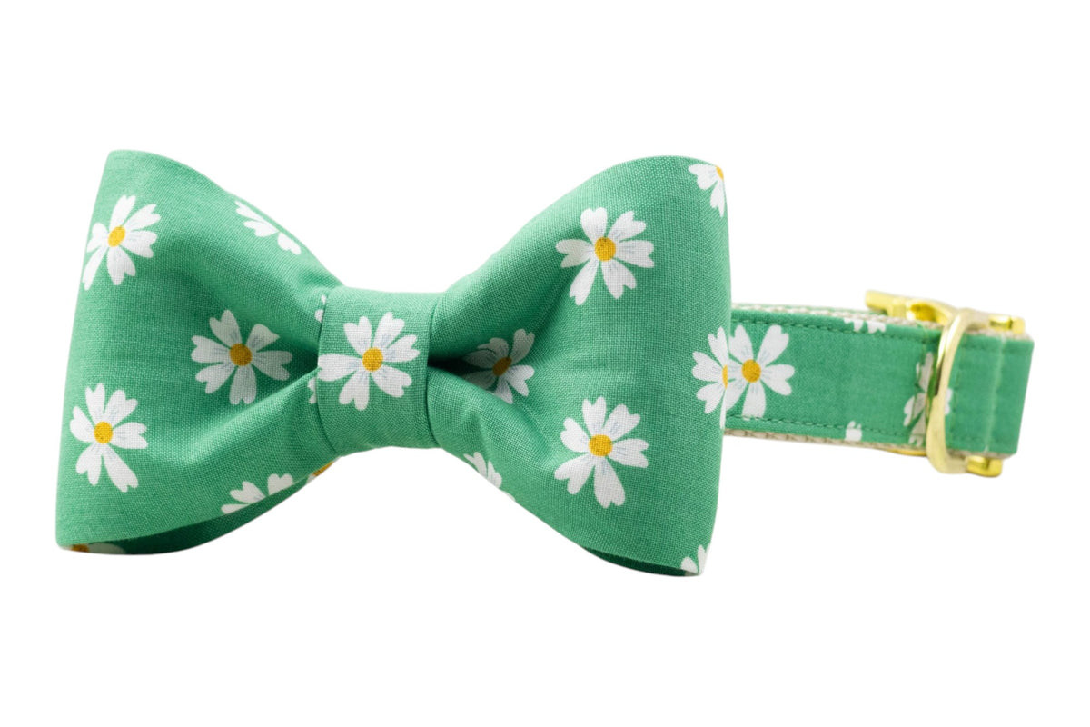 Daisy Meadow Bow Tie Collar