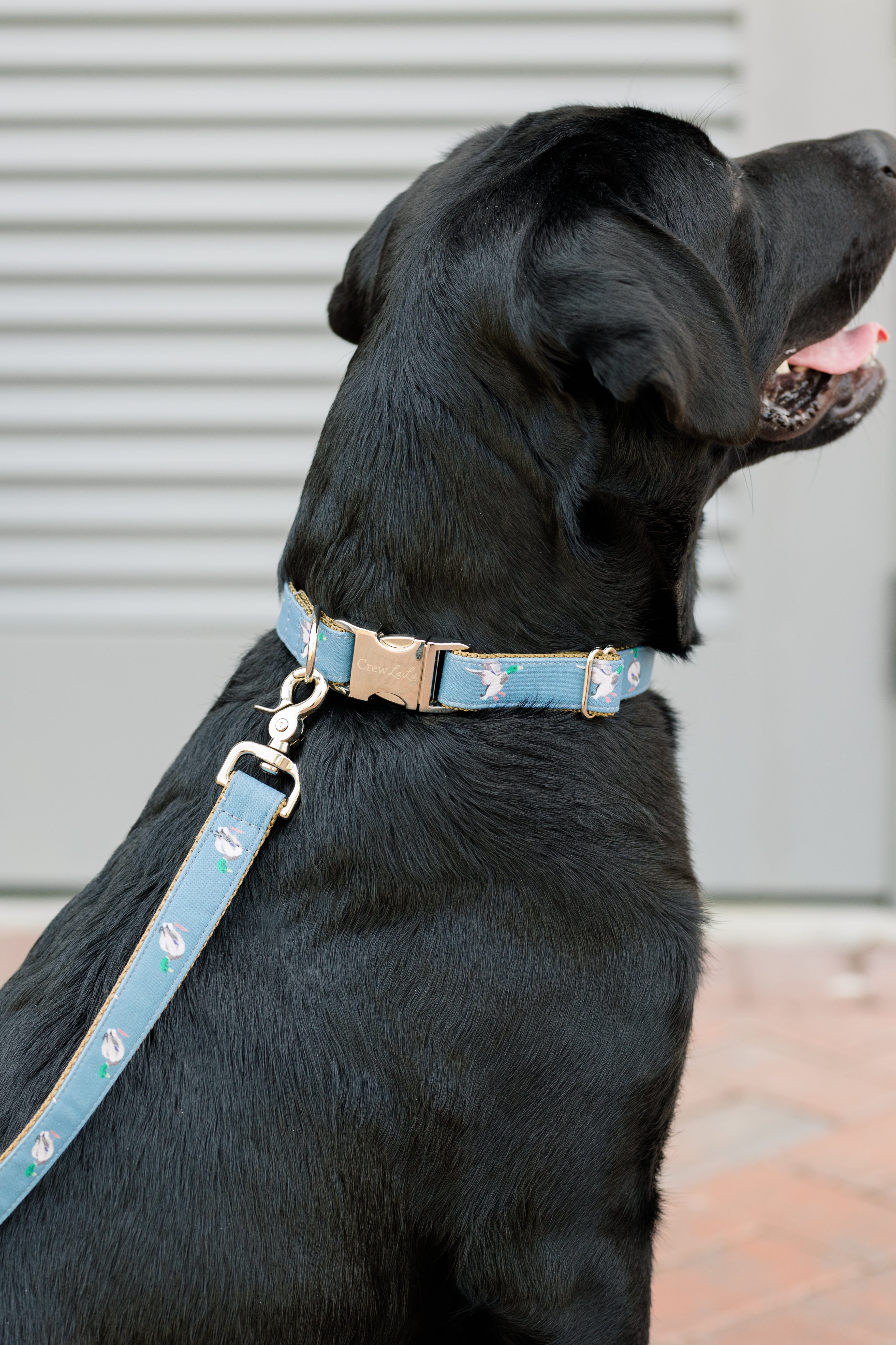 A black Labrador facing sideways, wearing a matching blue collar and leash set decorated with mallard duck illustrations. The collar features a gold-tone buckle engraved with the word “CrewLaLa,” and the leash is clipped to a metal ring at the back of the collar.