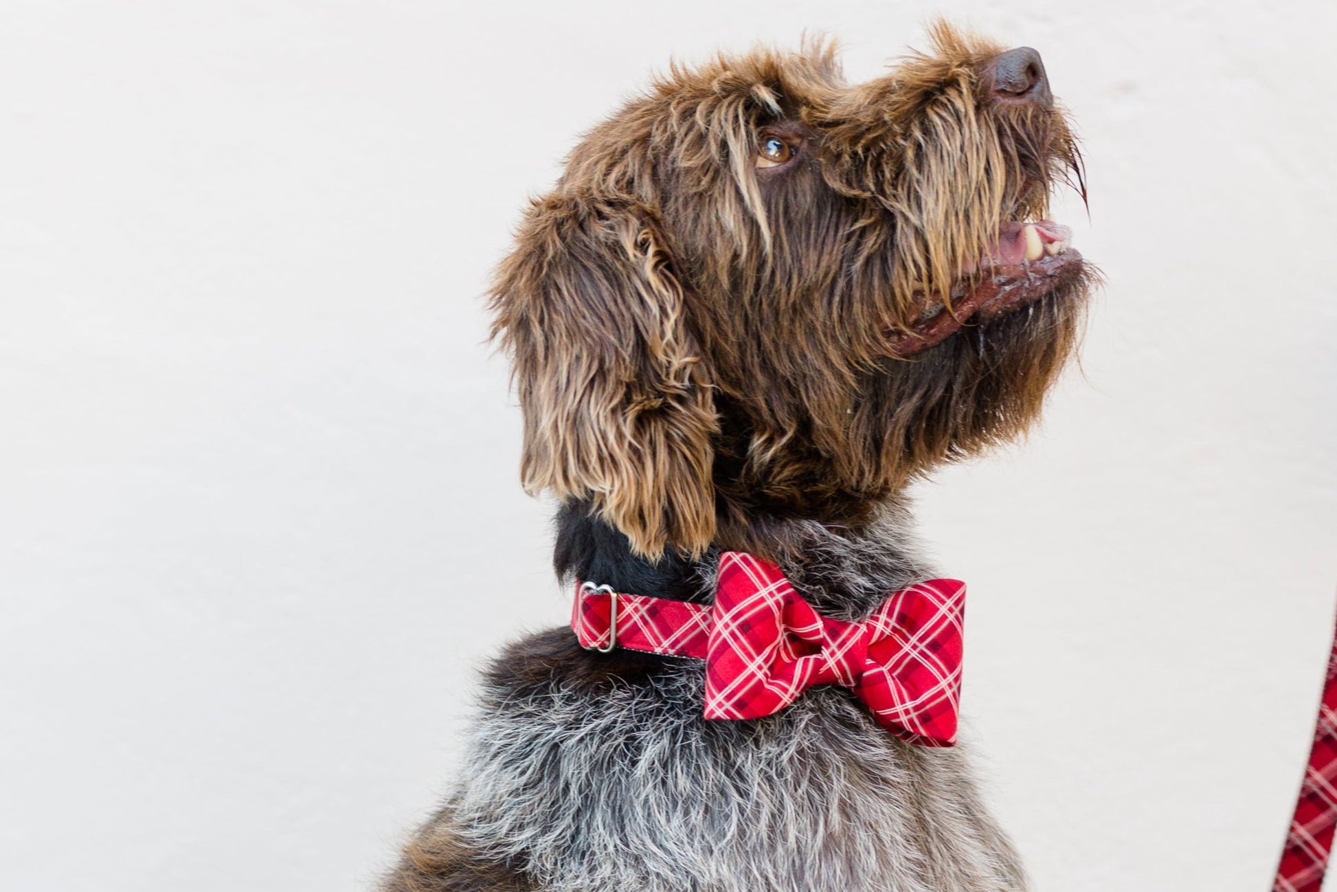 Charlies Plaid Bow Tie Dog Collar - Crew LaLa