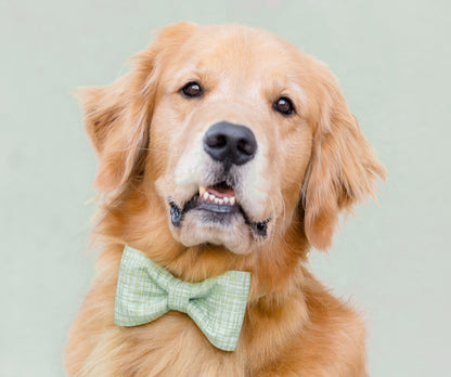 Jadeite Green Bow Tie Dog Collar - Crew LaLa