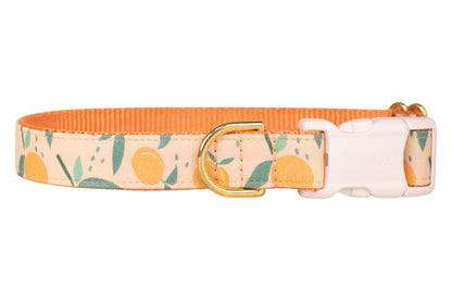 Just Peachy Dog Collar - Crew LaLa