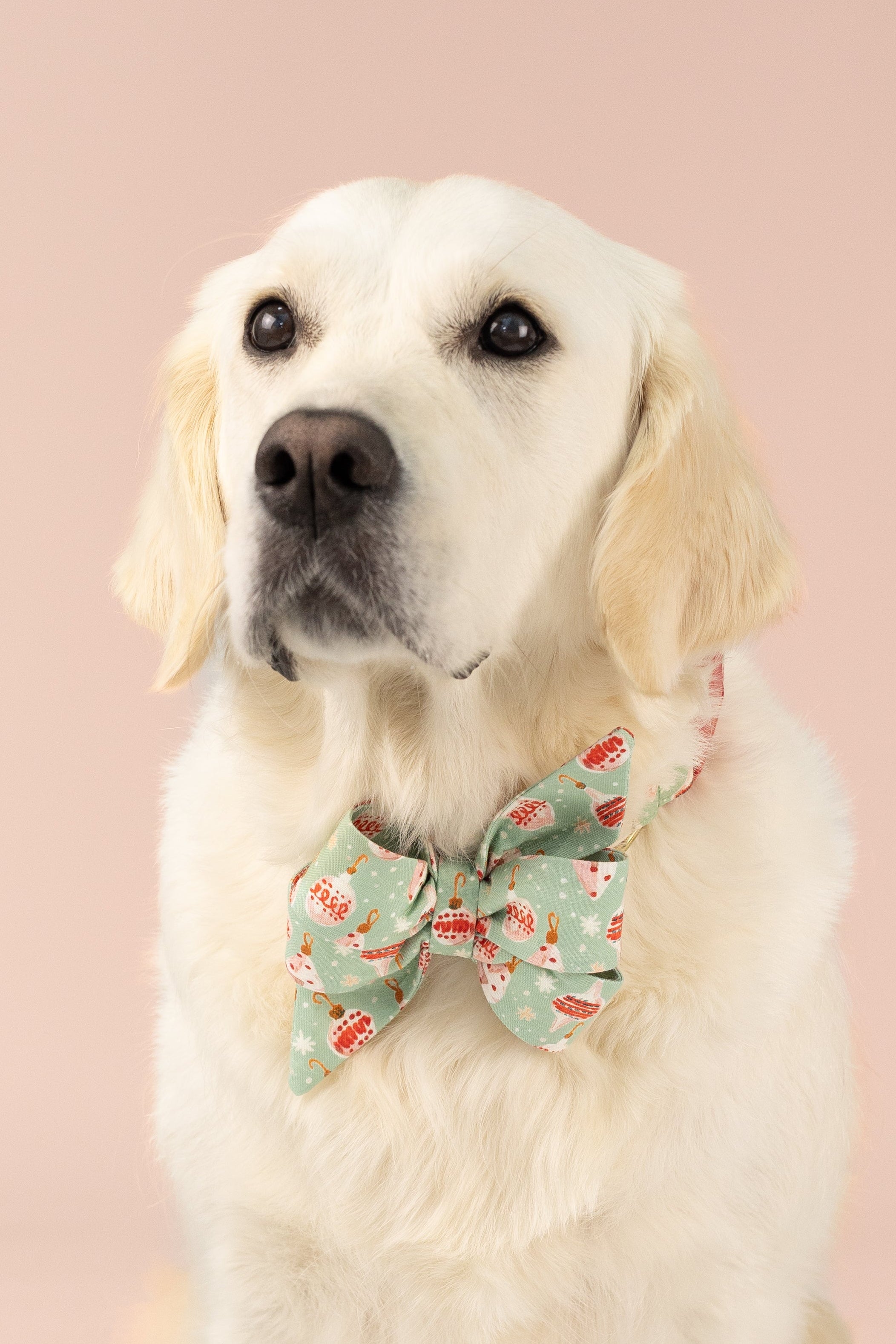 Golden Retriever wearing a festive holiday belle bow dog collar with Christmas ornaments, posing against a soft background.