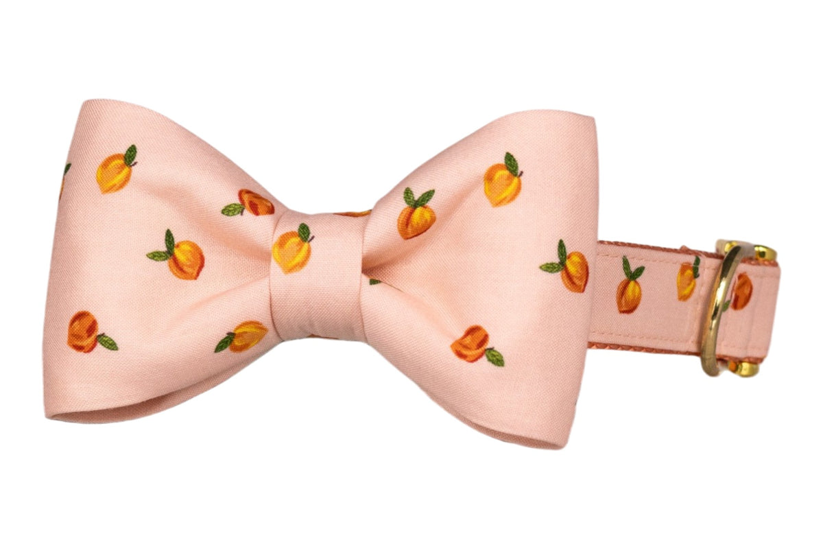 Carolina Peach Bow Tie Collar