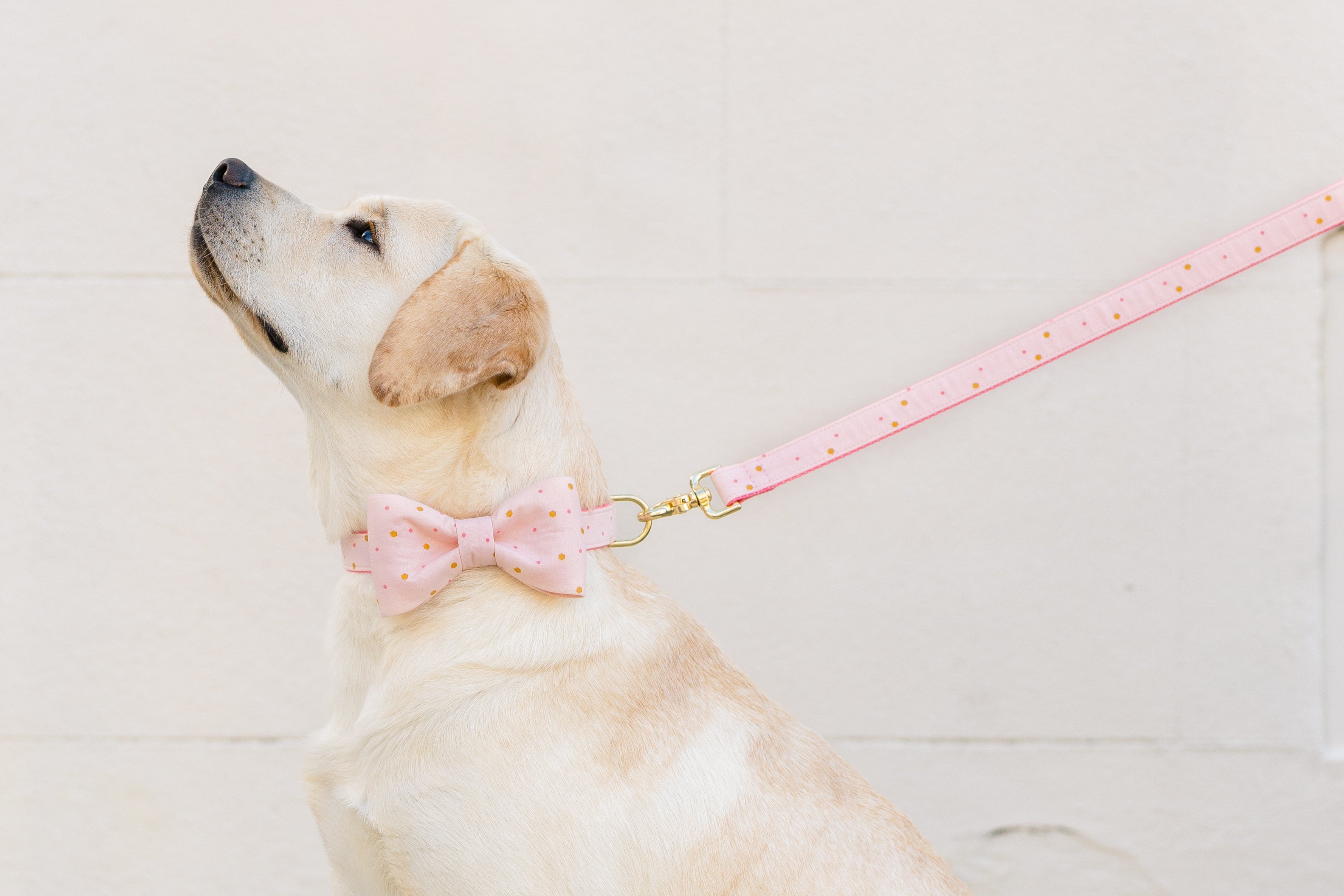 Pretty Party Bow Tie Dog Collar - Crew LaLa