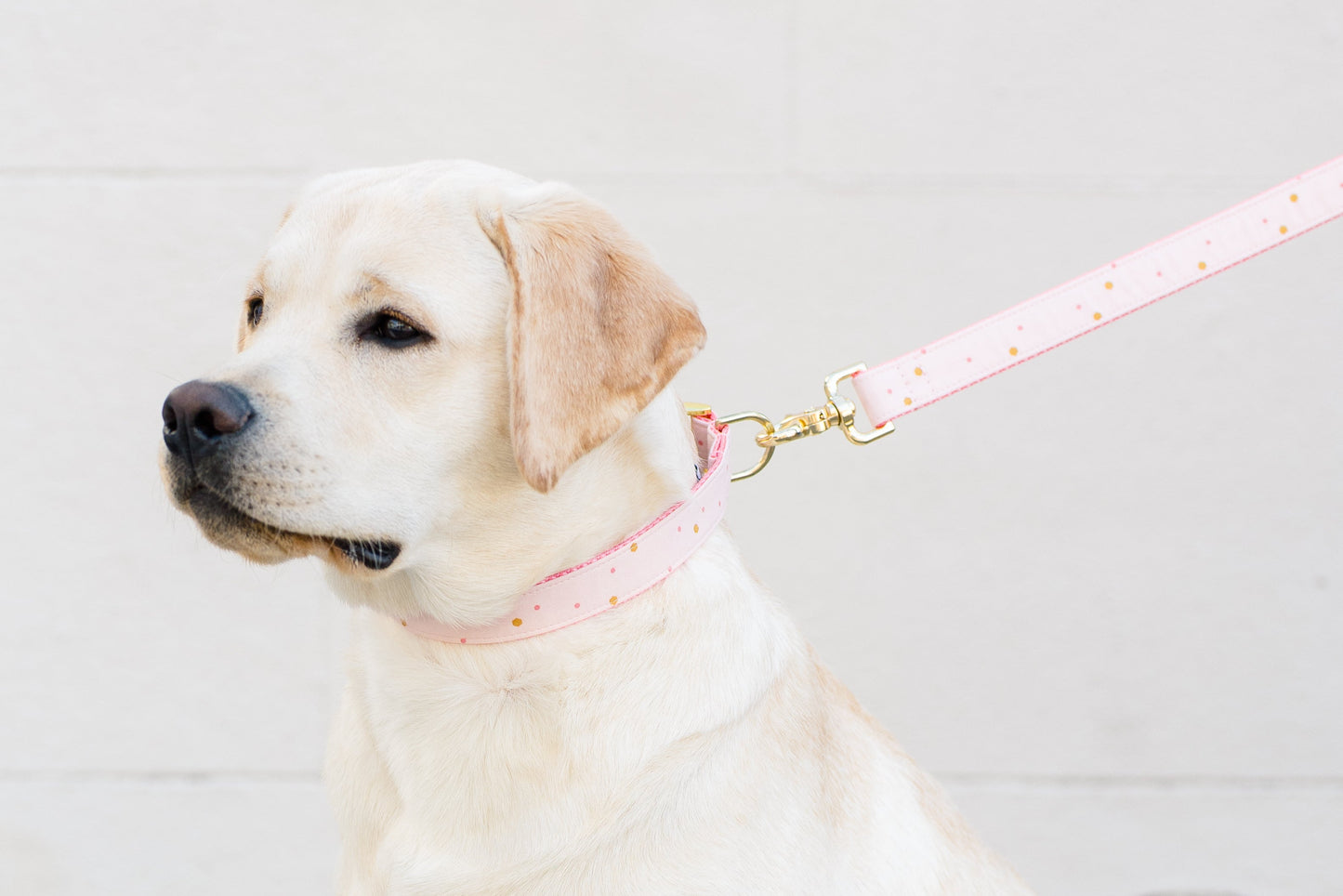 Pretty Party Dog Collar