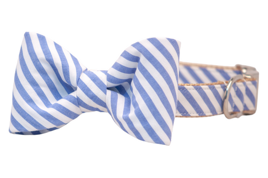 Blue Stripe on Gold Bow Tie Dog Collar - Crew LaLa