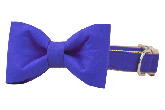 Royal Blue Bow Tie Dog Collar - Crew LaLa