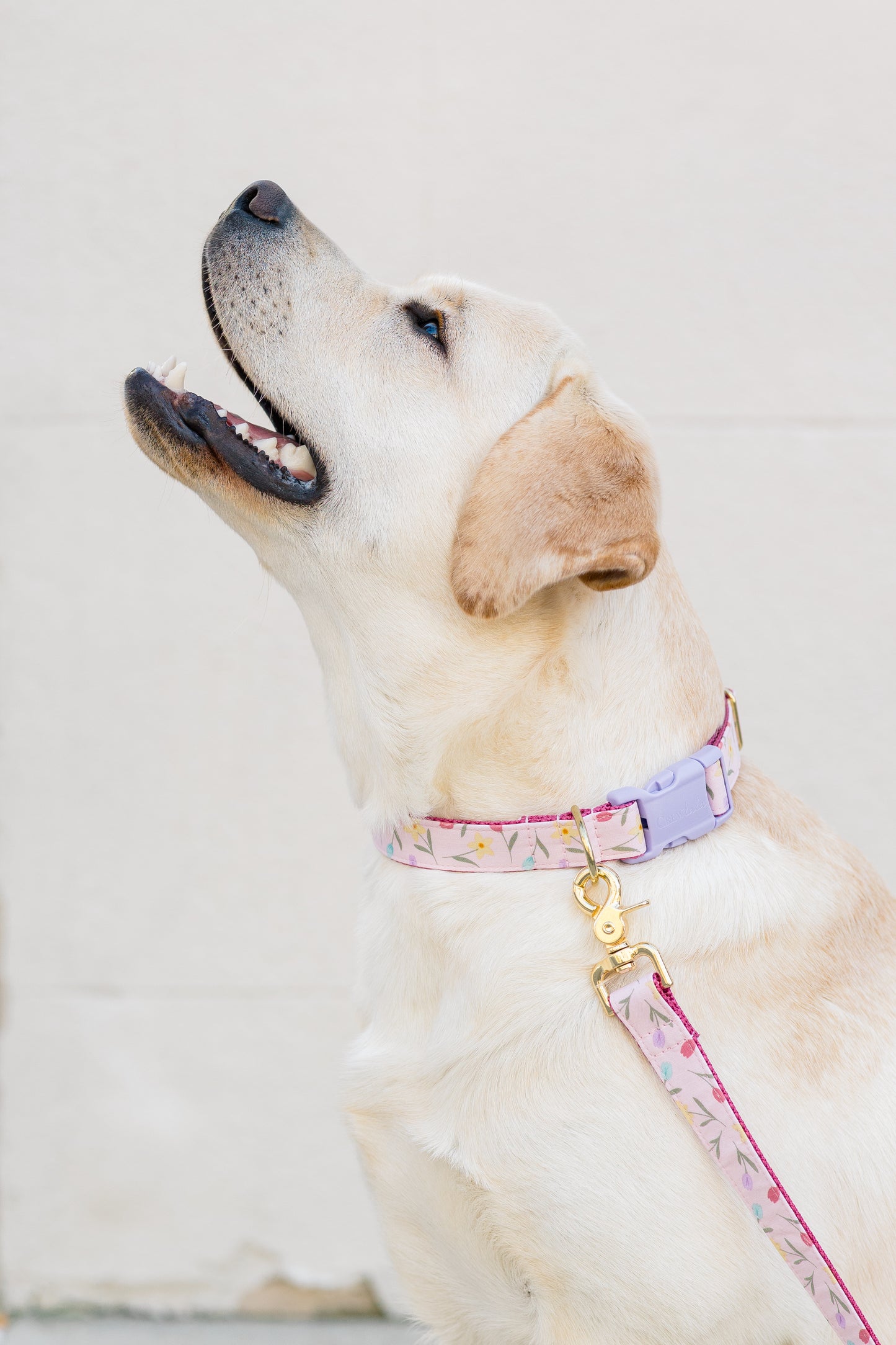 Rosy Tulips Dog Collar