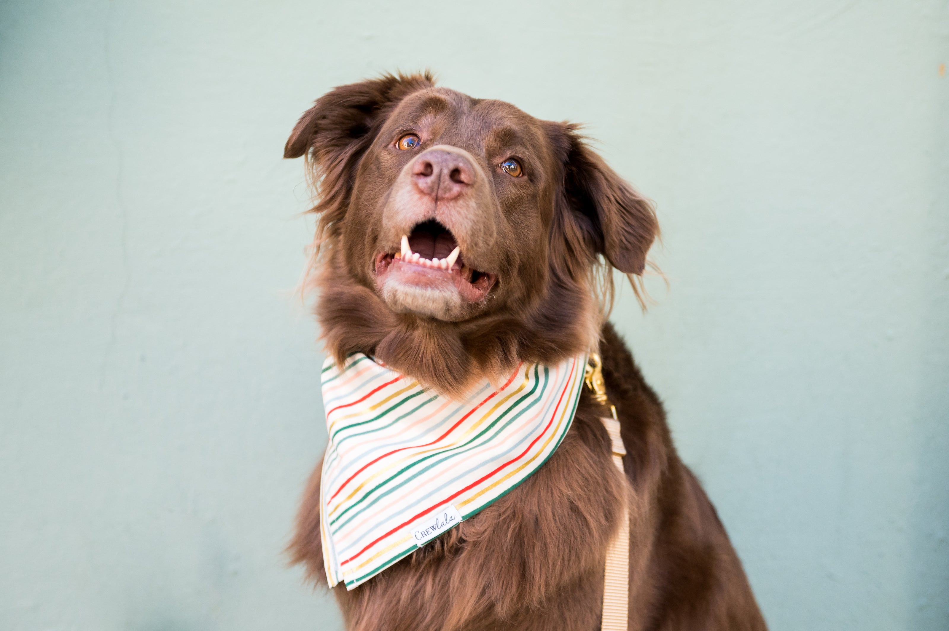 Bright Red - Ladies Man - Cute Pet Dog Bandana Pet Bandana for