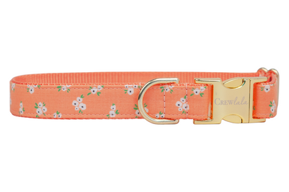 Tangerine Floral Belle Bow Dog Collar - Crew LaLa
