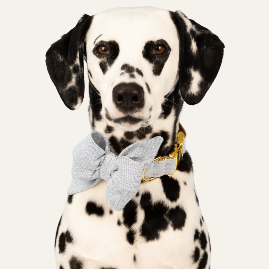 Black and white Dalmatian wearing a pale blue linen belle bow and collar, posed against a soft neutral backdrop.