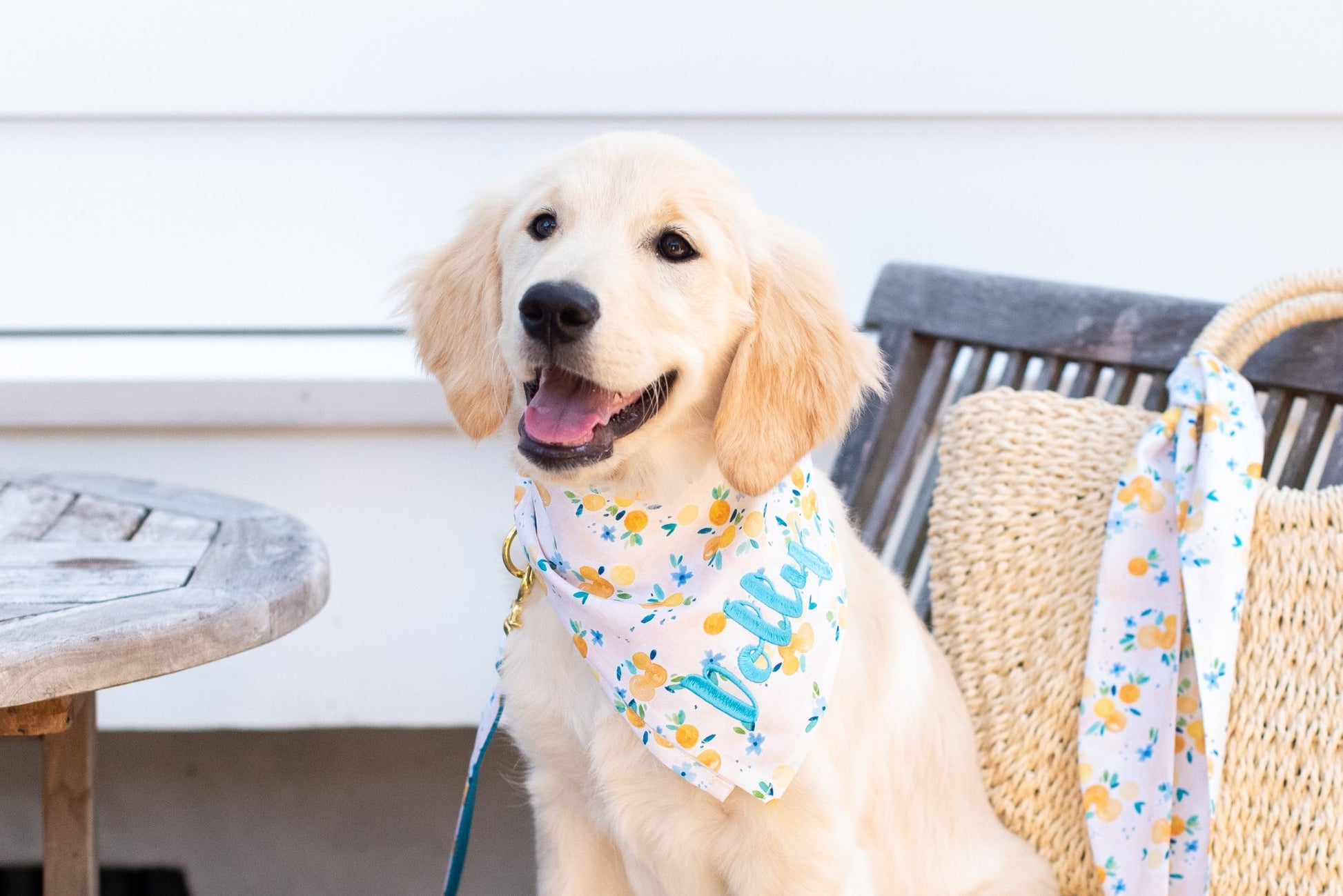 Sunday Brunch Dog Collar - Two Styles! - Crew LaLa