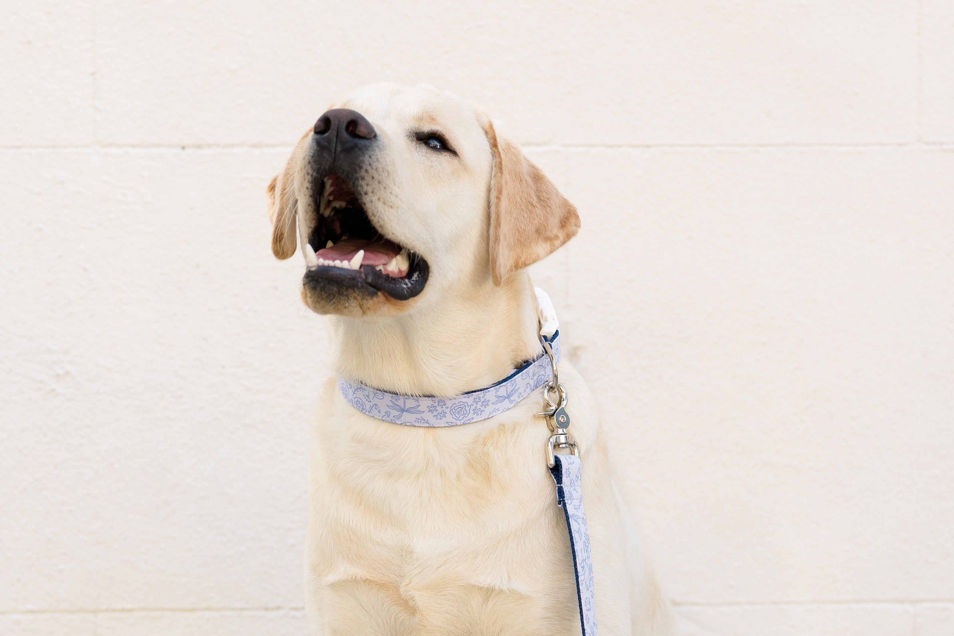 Twilight Stems Dog Collar - Crew LaLa