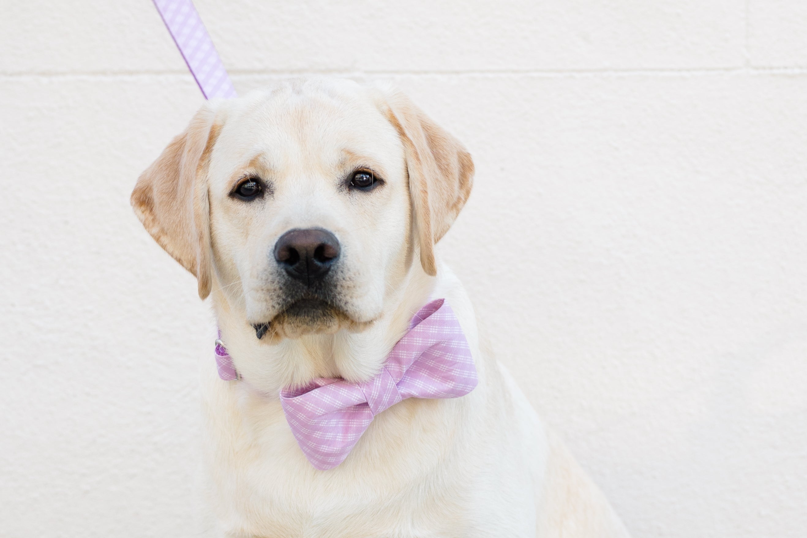 Violet Lattice Bow Tie Dog Collar - Crew LaLa