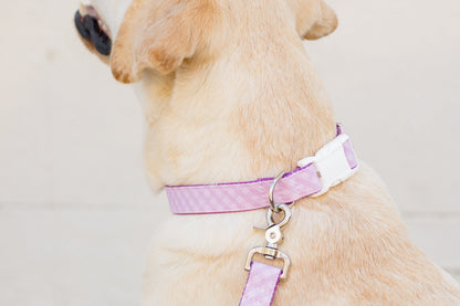 Violet Lattice Dog Collar - Crew LaLa