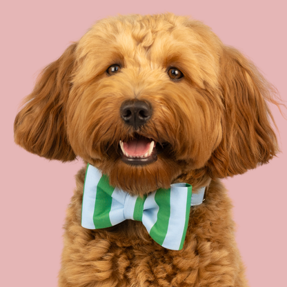 Cabana Stripes Bow Tie Collar