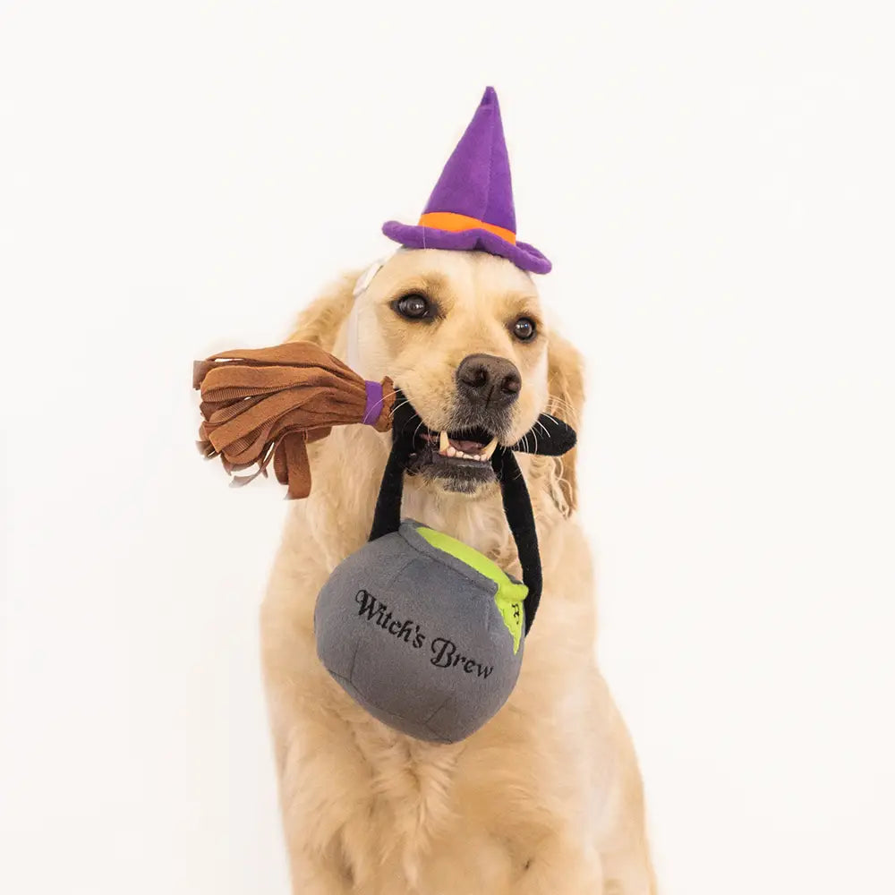 Zippy Paws- Witch Halloween Dog Costume - Crew LaLa