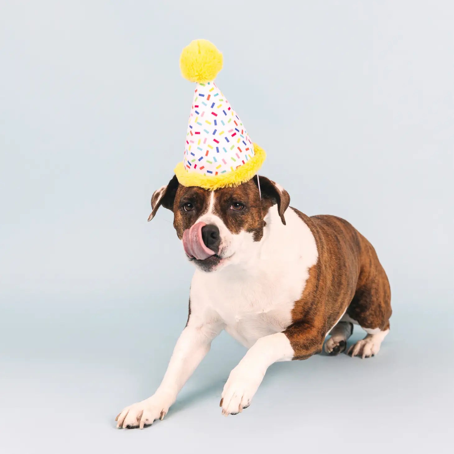 Petshop - Time To Celebrate Dog Toy - Crew LaLa