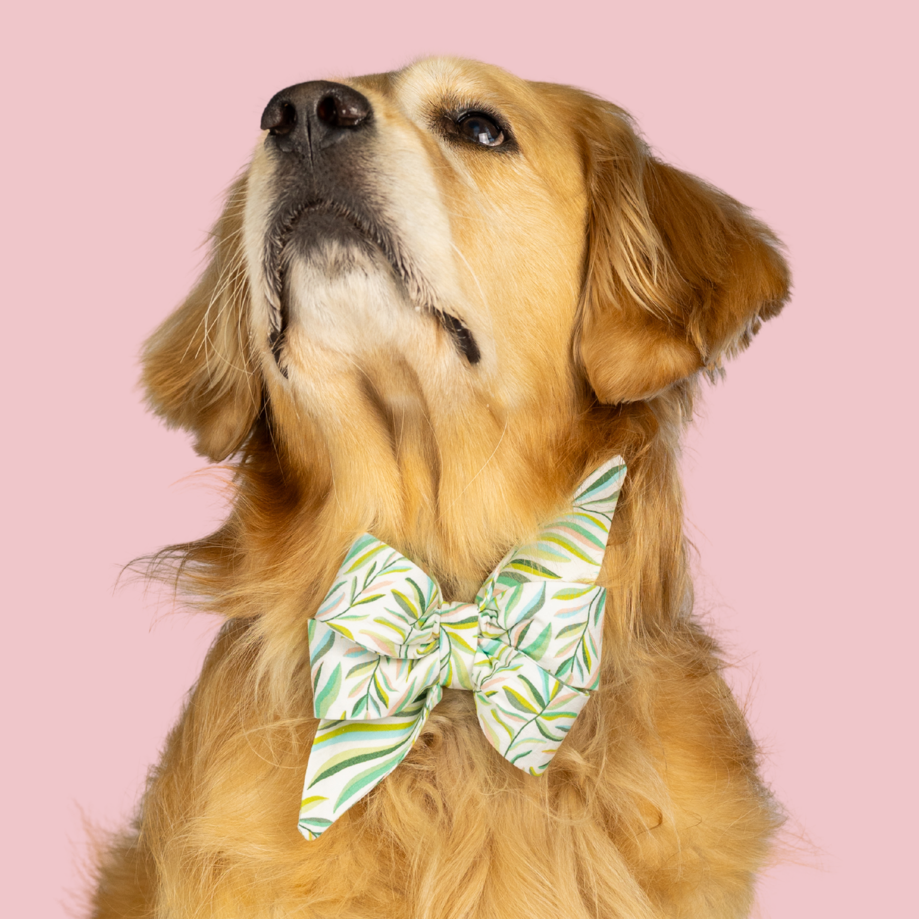 Tropic Time Belle Bow