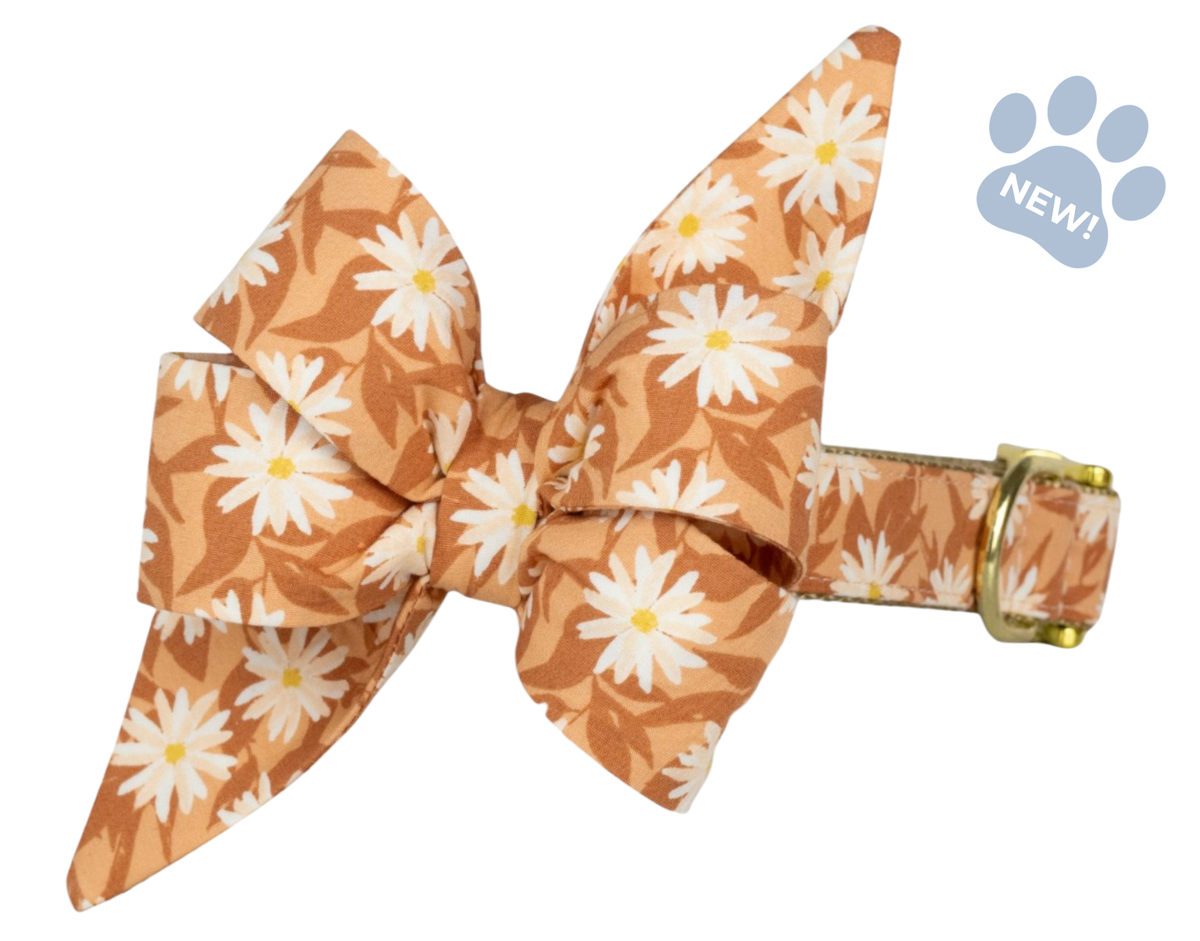Wild Aster Belle Bow Collar