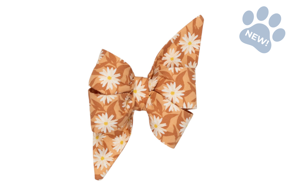 Wild Aster Belle Bow Collar