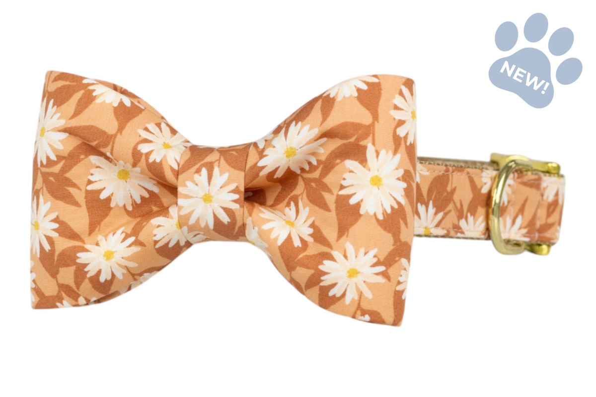 Wild Aster Bow Tie Collar