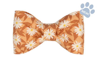Wild Aster Bow Tie Collar