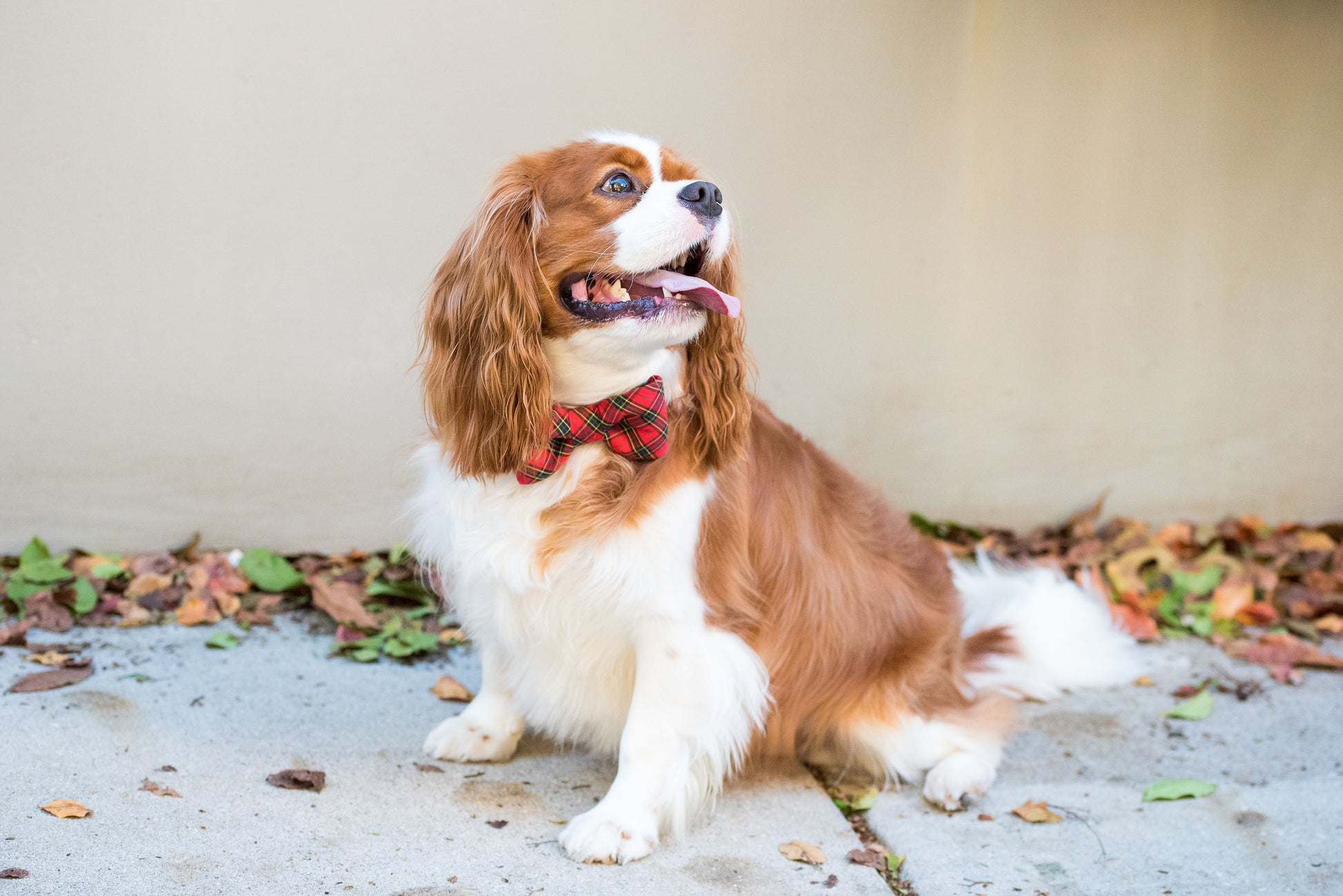 Beaufain Plaid Bow Tie Dog Collar - Crew LaLa