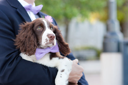 Wisteria Bow Tie Dog Collar - Crew LaLa