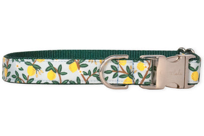 Dog collar with a cheerful citrus-and-bird motif, displaying vibrant yellow lemons, white blossoms, and rich green leaves scattered across a pale blue background. The collar has a woven hunter green webbing interior for added strength, a shiny silver buckle clasp engraved with branding, and a matching D-ring for leash or tag attachment.