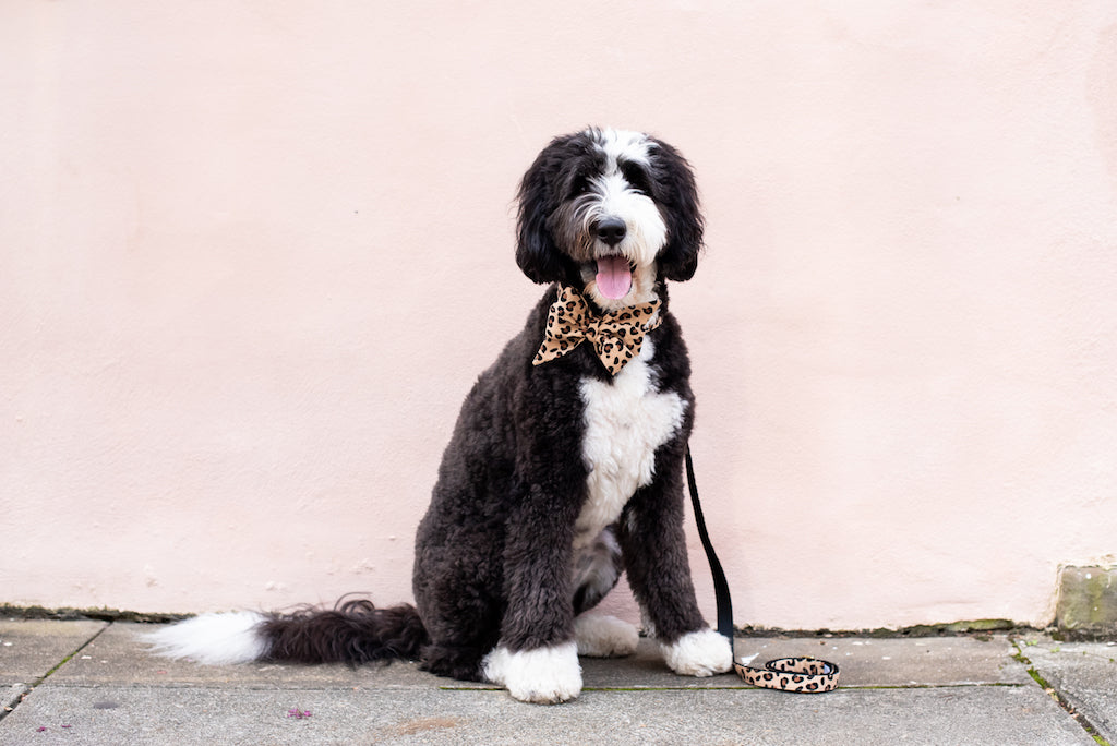 Full leopard-print dog accessory set modeled by a happy pup, featuring a dramatic belle bow, matching collar, and leash—perfect for stylish strolls and head-turning moments.