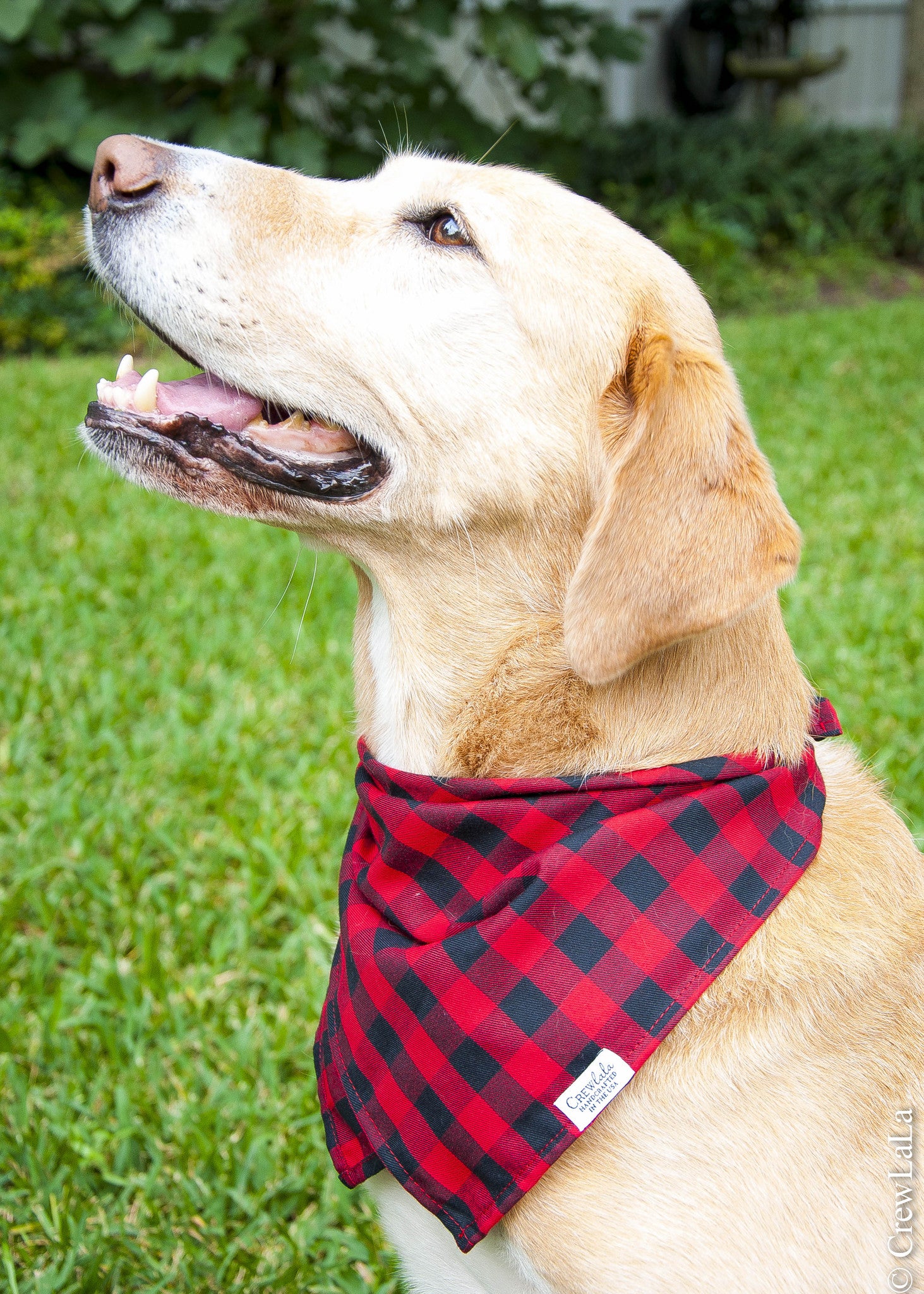 This happy pup is ready for fall adventures in a bold buffalo check bandana, featuring cozy red and black plaid fabric and a branded tag from Crewalala.