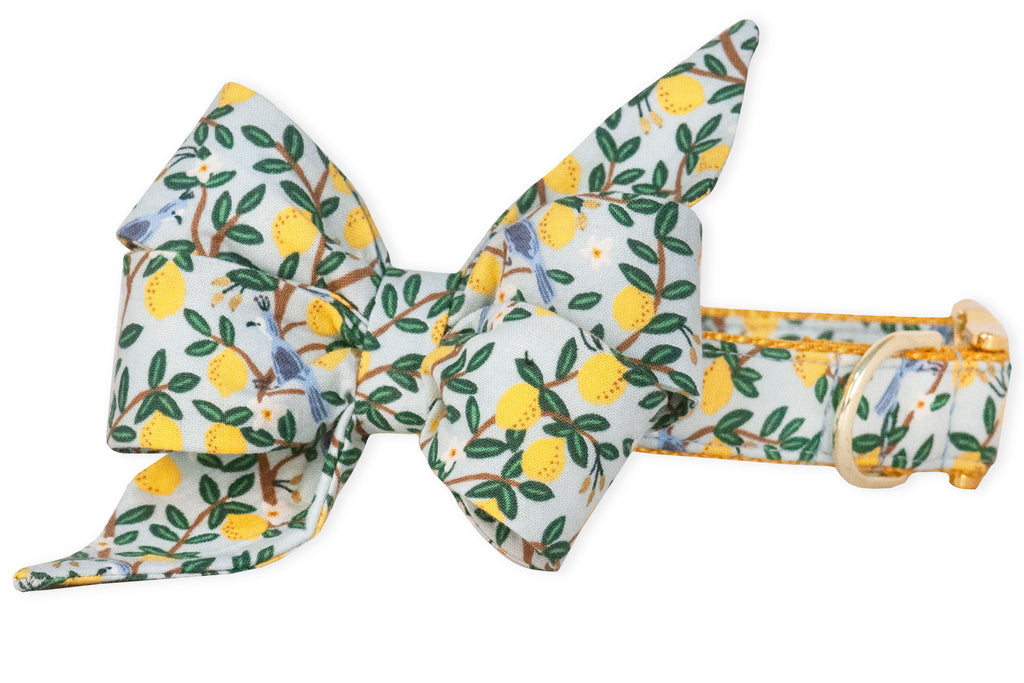 Lovely Lemon Belle Bow Dog Collar - Two Styles
