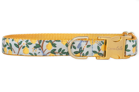 Lovely Lemon Dog Collar - Two Styles - Crew LaLa