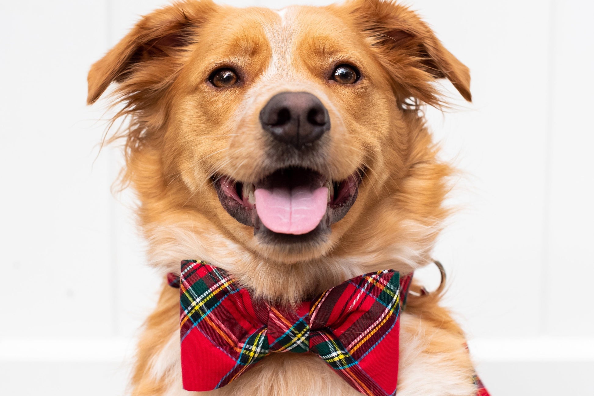 Scottish Tartan Bow Tie Dog Collar - Crew LaLa