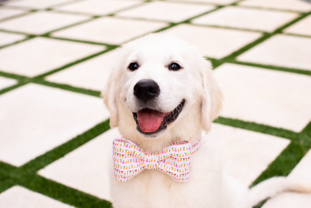 Cute Roots Bow Tie Dog Collar - Crew LaLa
